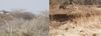 Plate A: Tree encroachment in Arawale Plate B: Quarry site in Dubandesi area Plate C: Ploughed land in the seasonal flood plains Plate D: Overgrazed habitat patch in