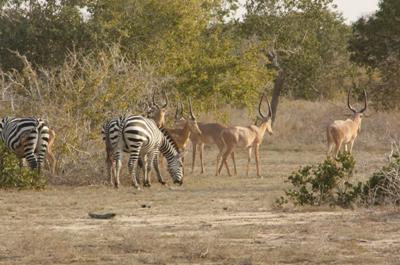 Plate E: Hirola grazing with common zebra in Ishaqbini Community Conservancy, Ijara 4.