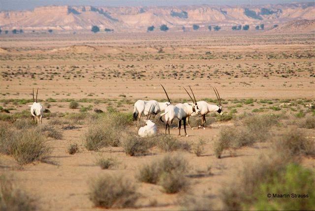 Arabian Oryx Sanctuary At one time a major conservation success story, the more recent history of the oryx population in the Arabian Oryx Sanctuary of Oman has been less encouraging (Spalton,