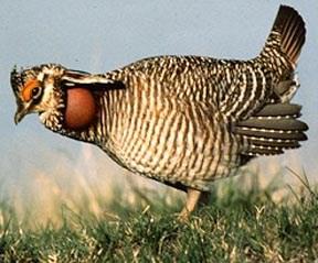 LESSER PRAIRIE-CHICKEN ESA LISTING IS HARBINGER OF THINGS TO COME By: Doug Burdin The recent decision of the U.S. Fish and Wildlife Service (FWS) to list the lesser prairiechicken (LPC), a game bird,