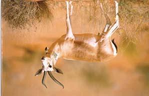 s.marica is the ecological equivalent of G. leptoceros on the Arabian Peninsula. A B Figure 1. Distribution of Reem (Gazella marica, red), Goitered gazelle (G.
