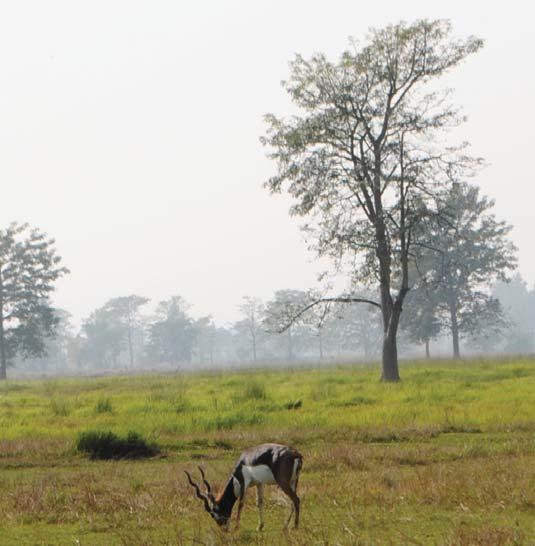 Once thought to be extinct from Nepal, Blackbuck was rediscovered in Khairapur area of Bardia district, in 1976.