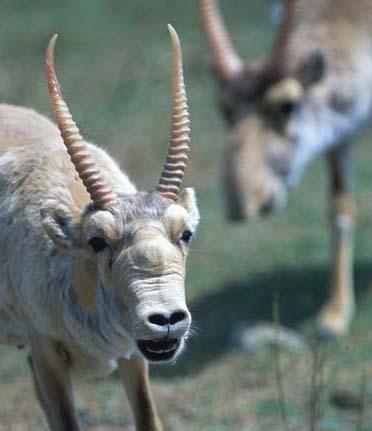 Saiga antelope, which originally inhabited a vast area of the Eurasian steppe zone, are listed as a critically endangered species by the Convention on International Trade in Endangered Species of