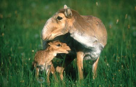 The saiga is listed as Critically Endangered by the International Union for Conservation of Nature s Red List.