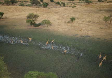 Recent Reports Dry Season Aerial Total Count Zakouma National Park, Chad, Report by: Darren Potgieter, Satangar Dogringar, Bechir Djimet, Sebastien Lamoureaux (pilot) Financed by the Wildlife