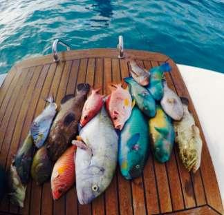 Offshore fishing gear if available for hire through Dream Yacht Charter.
