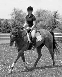Seat Your hips and pelvis are your body s main shock absorbers so they must remain relaxed to follow the rhythm of your horse s gait.