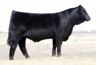 SPRING BREDS MAGS Yip, sire of Lots 5-8. 6 PBRS Back Roads 428B