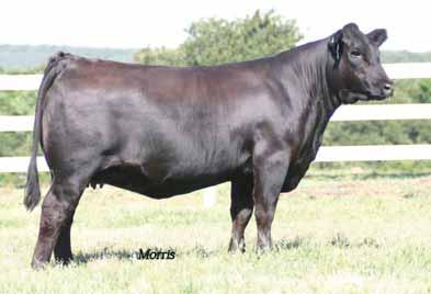 He is a big footed, long bodied and very appealing purebred herd sire that seems to work the very best when he is mating to Angus or lower percentage females.