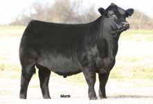 15 to PBRS Anchor 390A - Bricktown 41B is an exquisite female who is the favorite of many who come to the ranch, she is the favorite of the cattleman and women who want their females to look like