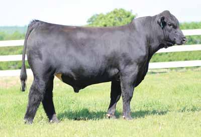 - If you haven t had the opportunity to research the dominance of the Oak Hill Miss Wix cow family in the Angus breed, we strongly encourage you to do so.