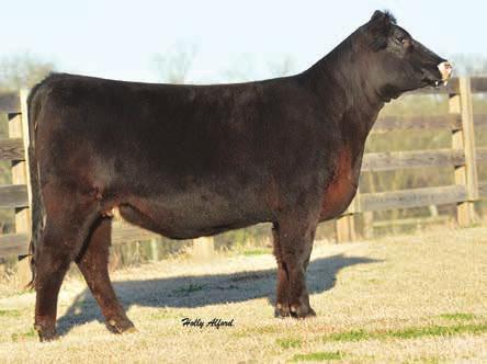 Miss CCF Jestress B263 Miss CCF Jestress A71- sold in 2015 Cattlemans Choice to Fenton Farms for $15,000 and calf at side sold in NAILE sale for $10,000 20 Miss CCF Jestress B263 10/15/14 2992270