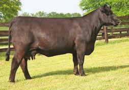 7 112 The Jestress 9015 cow has rapidly becoming a star in the C&C donor battery.