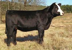 Additionally she s a female with width at her pins, she s stout boned and secure at the ground. The kind you can t go wrong with. consignor: Elrod & Tolbert 11 0.6 67 107 7 15 48 0.33 0.