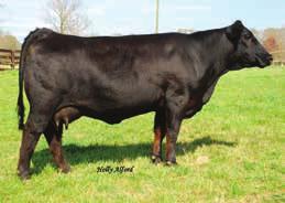 41 107 Calf at side of Angus Recipient Cow - WCR Miss Objective J144 8/22/10 AAA# 16995551 consignor: Ed Wasdin Mr HOC Broker- reference sire 32A Pregnancy PROJ EPDS HTP/SVF Sage X344 x LMF Revenue