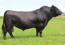 We considered (her dam) JSAR Miss Doc 201 as one of the best Angus cows we ever owned.