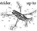 HBRW Tiers 2 & 3 Mollusks Snail - flat spiral Class - Gastropoda Water Strider Gerridae -narrow body -extremely long legs -up to 1 1/2 Required BMI Sorting Worksheet - p.