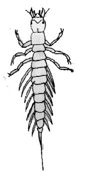 Hellgrammite (Dobsonfly) Corydalidae -abdomen ends in 2 prolegs (2 hooks ea.