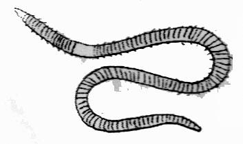 segments -short bristles (sometimes very small) -up to 2 Alderfly Sialidae -abdomen ends in long anal filament -up to 1 Scud Order -