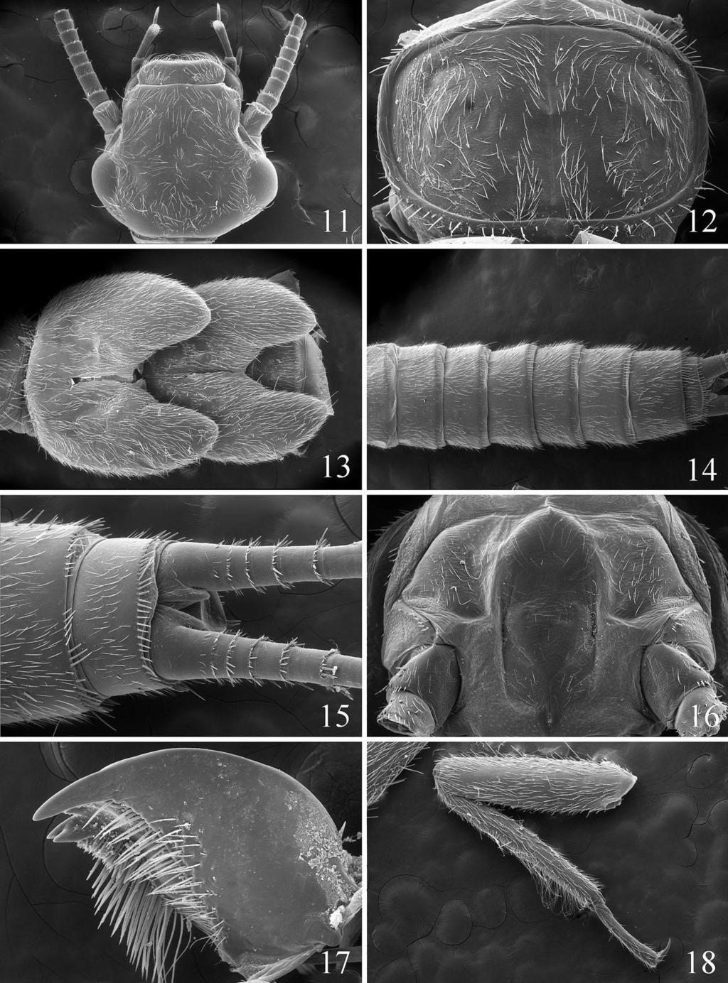 Figs. 11-18. Neaviperla forcipata, Hoh River, Washington. Larvae: 11. Head, dorsal. 12. Pronotum. 13. Mesnotum and metanotum. 14.