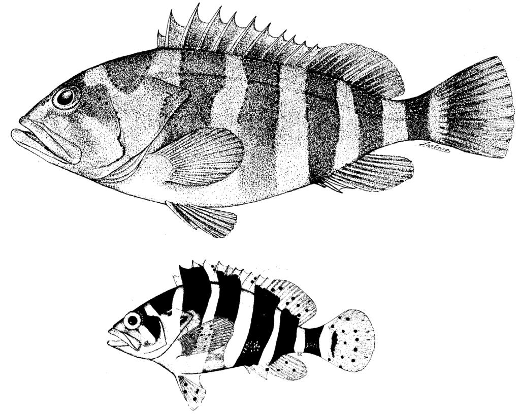 click for previous page Groupers of the World 109 Epinephelus amblycephalus (Bleeker, 1857) Fig. 249; PI.