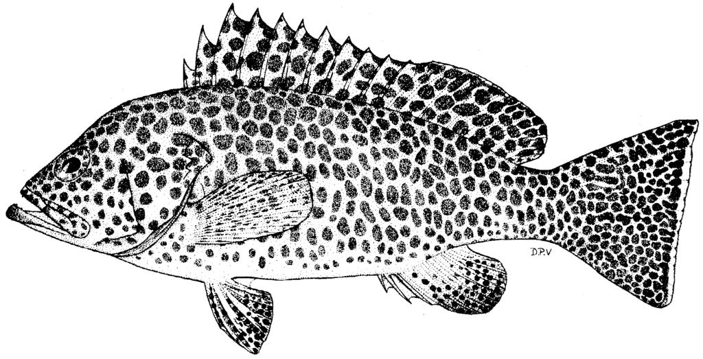 112 FAO Species Catalogue Vol. 16 rounded. Midlateral-body scales ctenoid (although mostly embedded), with auxiliary scales; lateral-line scales 66 to 74; lateral-scale series 97 to 106.