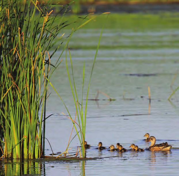 NAWCA NEEDS FUNDING, YOUR VOICE CAN HELP Ducks Unlimited has provided a strong voice on public policy issues impacting wetlands and waterfowl conservation across North America for 75 years.