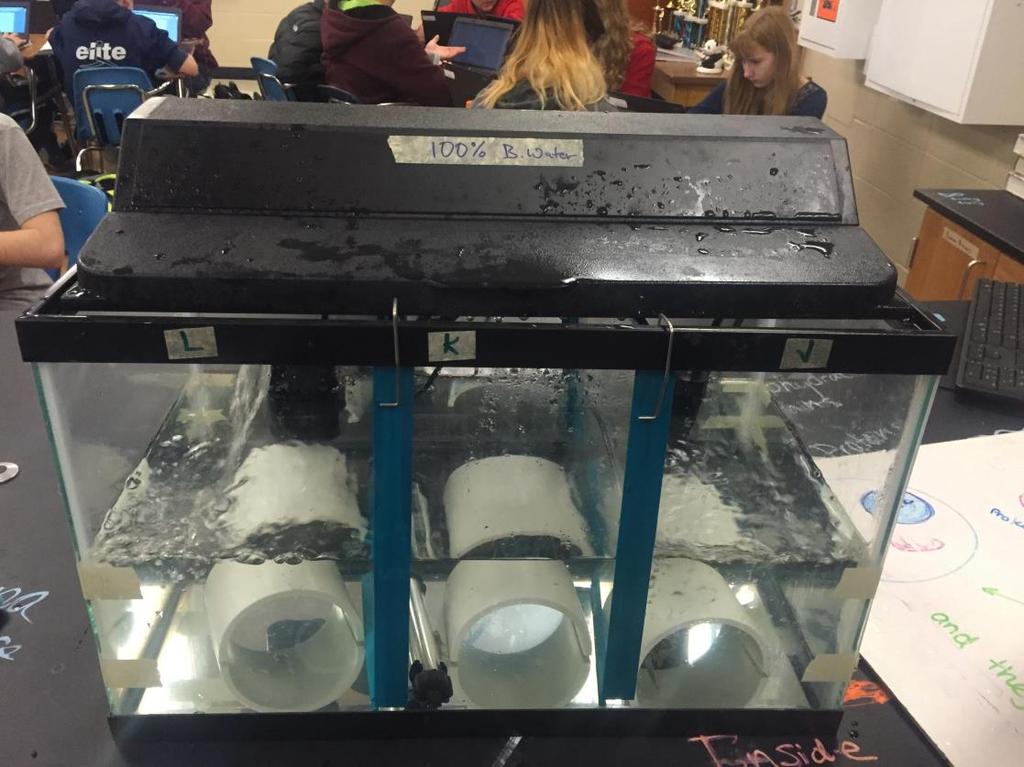 tanks, are filled with clean water. When the students begin the experiment they first feed each section of fish one pipette of fish food and wait five minutes before they start observing.