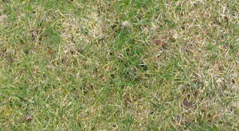 Crane fly damage Larvae feed on golf course turf,