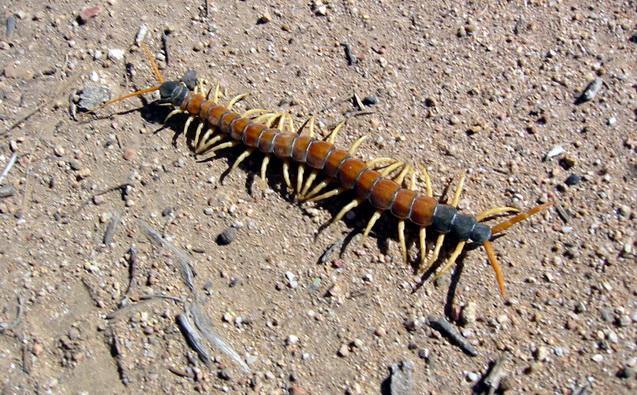 Centipedes (Class