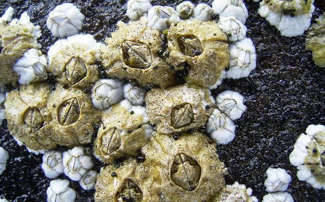 Barnacles (Class Maxillopoda) mostly sessile