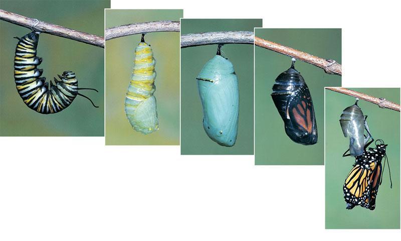 Complete Metamorphosis Metamorphosis from the larval stage to the adult stage Occurs during a pupal