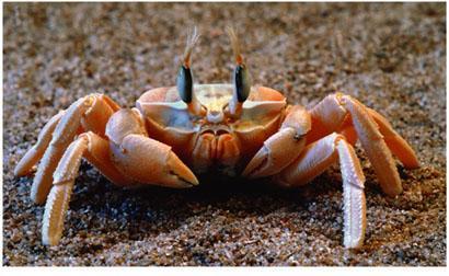 Decapods relatively large crustaceans And include lobsters, crabs, crayfish, and shrimp (a) Ghost crabs (genus