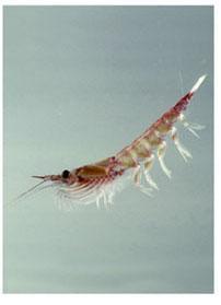 Planktonic crustaceans include many species of copepods Which are among the most numerous of