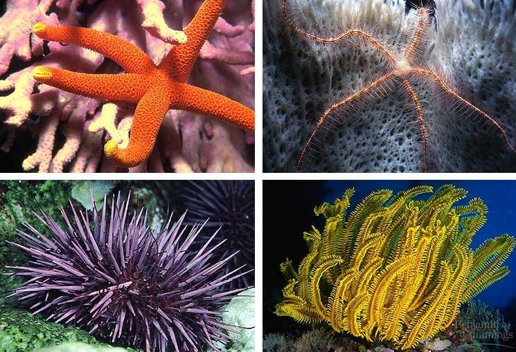 Invertebrate: Echinodermata Starfish,