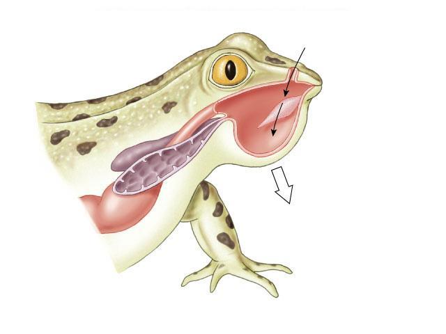 350 mya Vertebrates: Amphibian Characteristics