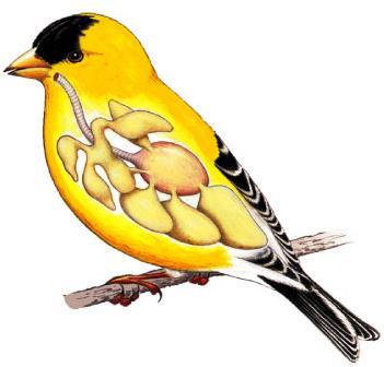 150 mya Vertebrates: Birds (Aves)