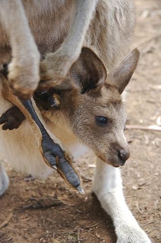 kangaroo, opossum placental true