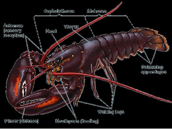 Invertebrate: Arthropoda