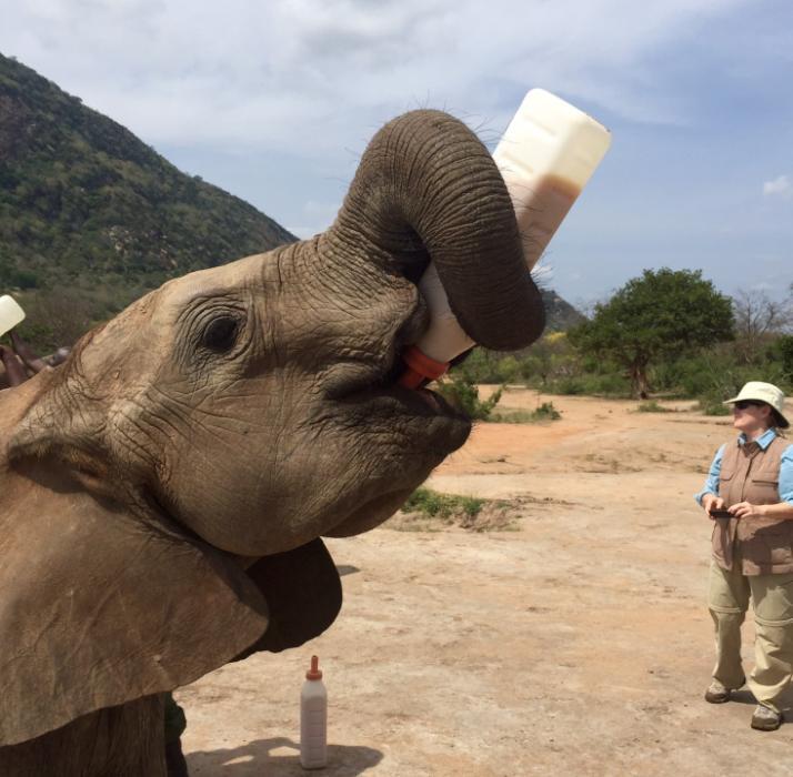 About the David Sheldrick Wildlife Trust The David Sheldrick Wildlife Trust is today the most successful Orphan-Elephant rescue and rehabilitation program in the world and one of the pioneering