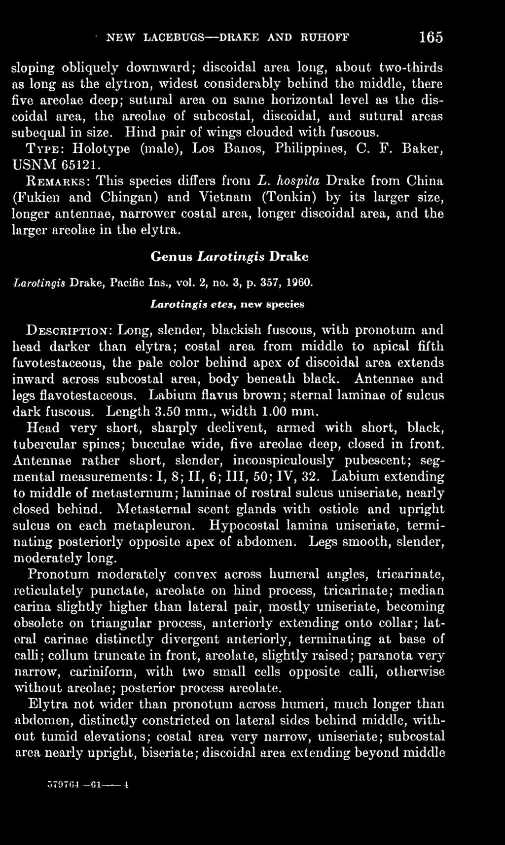 areolae in the elytra. Genus Larotingis Drake Larotingis Drake, Pacific Ins., vol. 2, no. 3, p. 357, 1960.