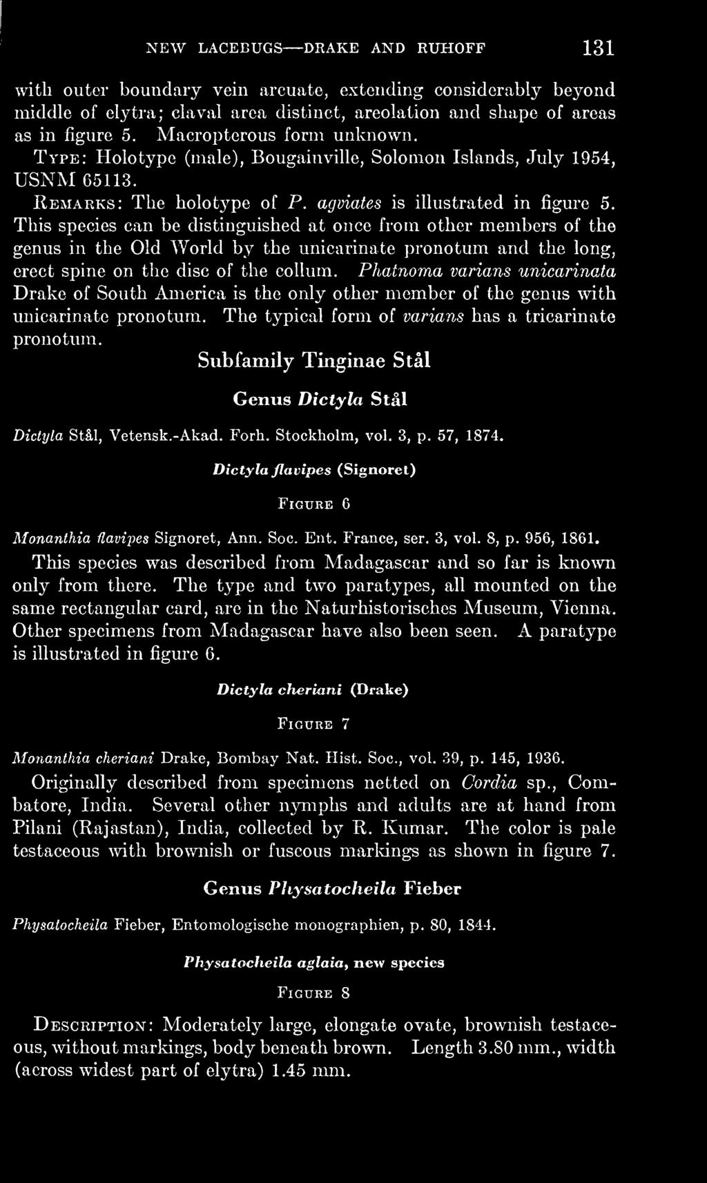 Subfamily Tinginae Stal Genus Dictyla Stal Dictyla Stal, Vetensk.-Akad. Forh. Stockholm, vol. 3, p. 57, 1874. Dictyla flavipes (Signoret) Figure 6 Monanthia flavipes Signoret, Ann. Soc. Ent.