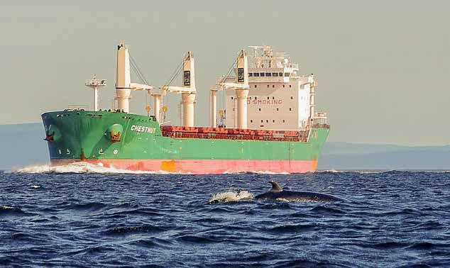 Collisions of Vessels with Cetaceans: How to mitigate an issue with many unknowns Fabian Ritter 1,2 1 International Whaling Commission (IWC) ship strike data coordinator 2 M.E.E.R. e.v.