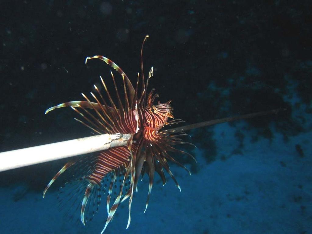lionfish Training Module (2 day) has been designed and first round will be done in September.