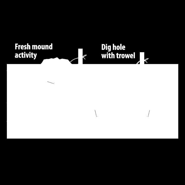 CONTROL SETTING TRAPS Monitor & Identify main burrow Dig & set