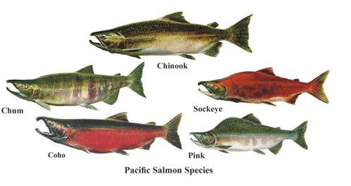 Commercial Value: Pacific Salmon The average annual catch of anadromous fish in the