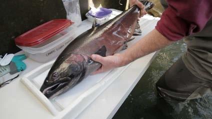 Are Hatcheries Needed for Elwha Recovery?