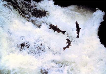 to 16 million annual returning salmon and