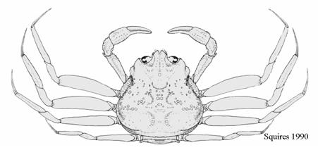 After moulting, crabs have a soft shell for a period of 8 to 1 months. Soft-shelled crab is defined by shell hardness (<68 durometer units).