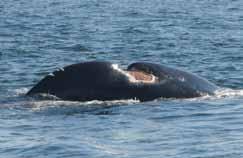4 Update on Injury, Entanglement and Mortality Monica Zani To keep tabs on how right whales are doing, we keep track not only of the number of calves born in a given year but also the number of